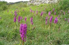 early purple orchid (c) Arnside & Silverdale AONB