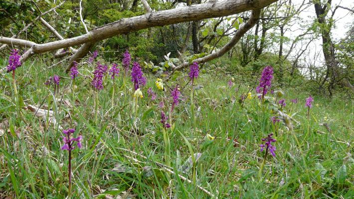 limestone grassland (c) Bart Donato