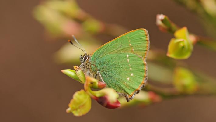 Green Hairstreak © David Morris