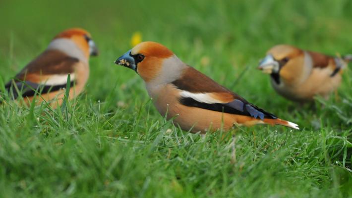 Hawfinch © Robert Pocklington 