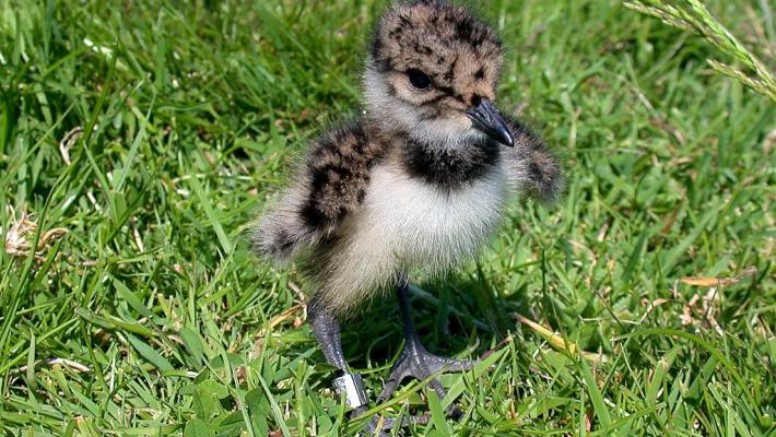 Helping breeding waders (c) David Morris