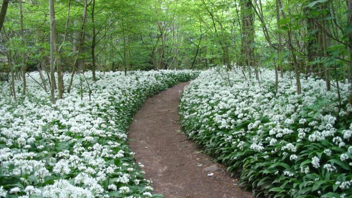 Wild Ransoms (c) Arnside & Silverdale AONB 