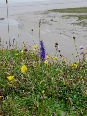 Coastal Grassland - Humphery Head © Bart Donato