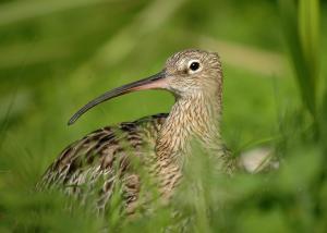 curlew © David Morris