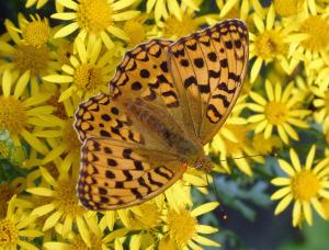 high brown fritillary © Rob Petley Jones