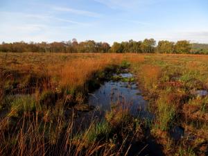 Foulshaw Moss © Philip James Taylor