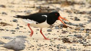 Oystercatcher © Ken Smith