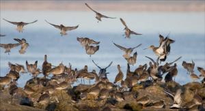 © Morecambe Bay Partnership © Morecambe Bay Partnership