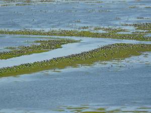 roost east plain © Bart Donato 