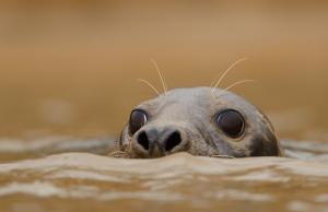 grey seal © Ben Andrew