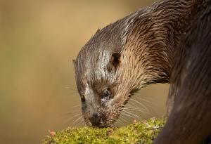 otter (c) Ben Andrew