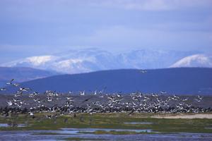 oystercatcher flock © Ben Hall oystercatcher flock © Ben Hall