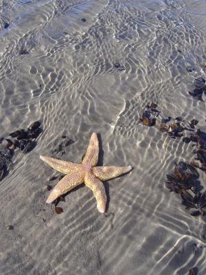 starfish on mussel bed  © Bart Donato 